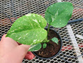 4" Monstera Thai Constellation (Grower 1105) 